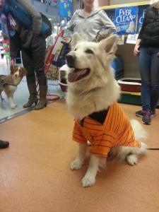 Kilat har vært å representert rasen på Tropehagen Zoo i Tromsø i kveld å han gjorde en god figur å sjarmerte mange folk. Flotte hunden. Skjorte i premie fikk han også :)