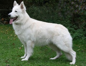 MULTI CHAMPION Atax-Boss vom Sutumer Grund