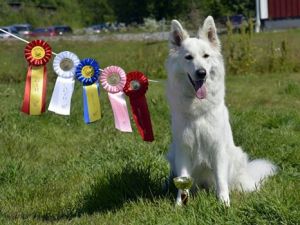 diva BIR piteå 2014