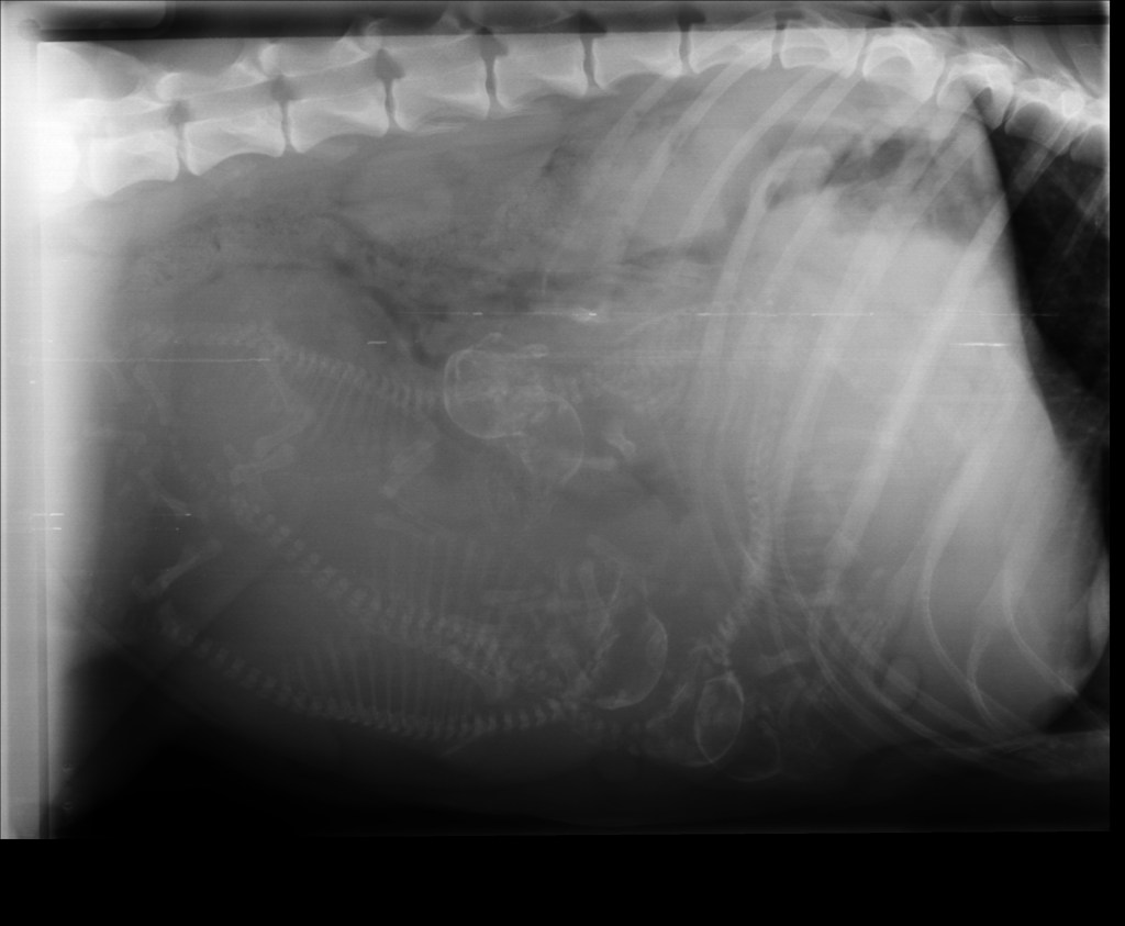 RTG Izel 11.3 (3)-p1adije1cepgn9bdmalrg8116l