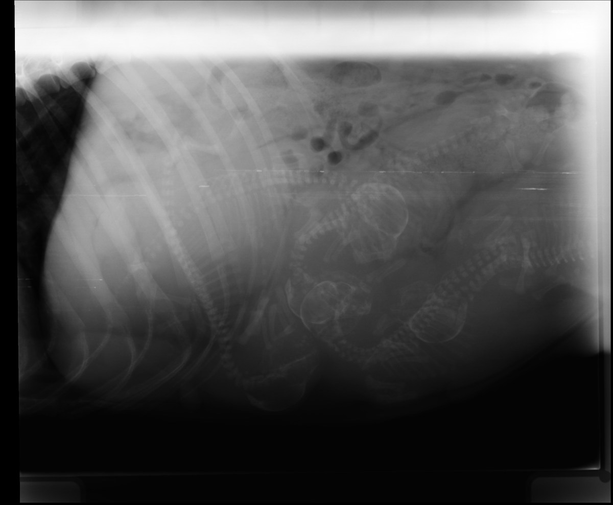 RTG Izel 11.3 (4)-p1adije1ce1bbbjdsvjt1cfadu6