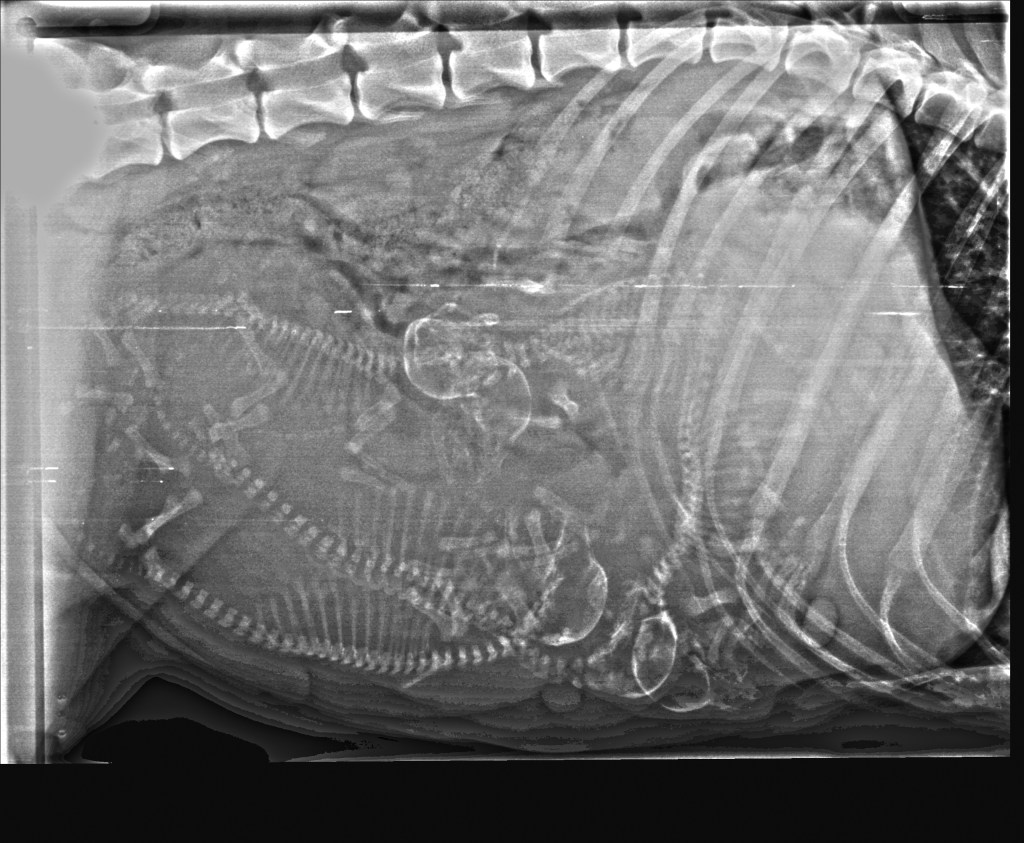 converted DICOM image