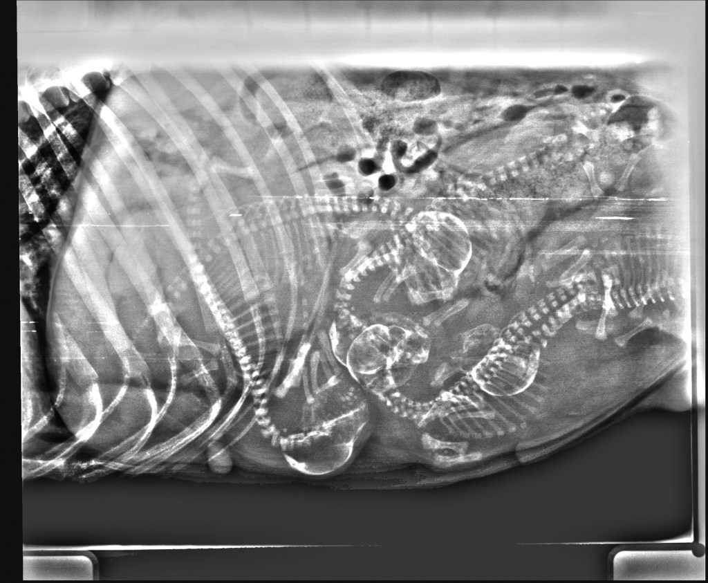 converted DICOM image