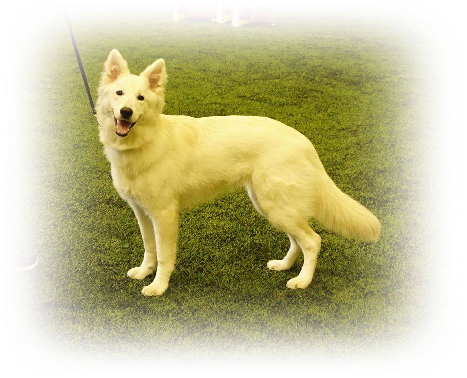 14355704_1517457381601620_666175950066819680_n