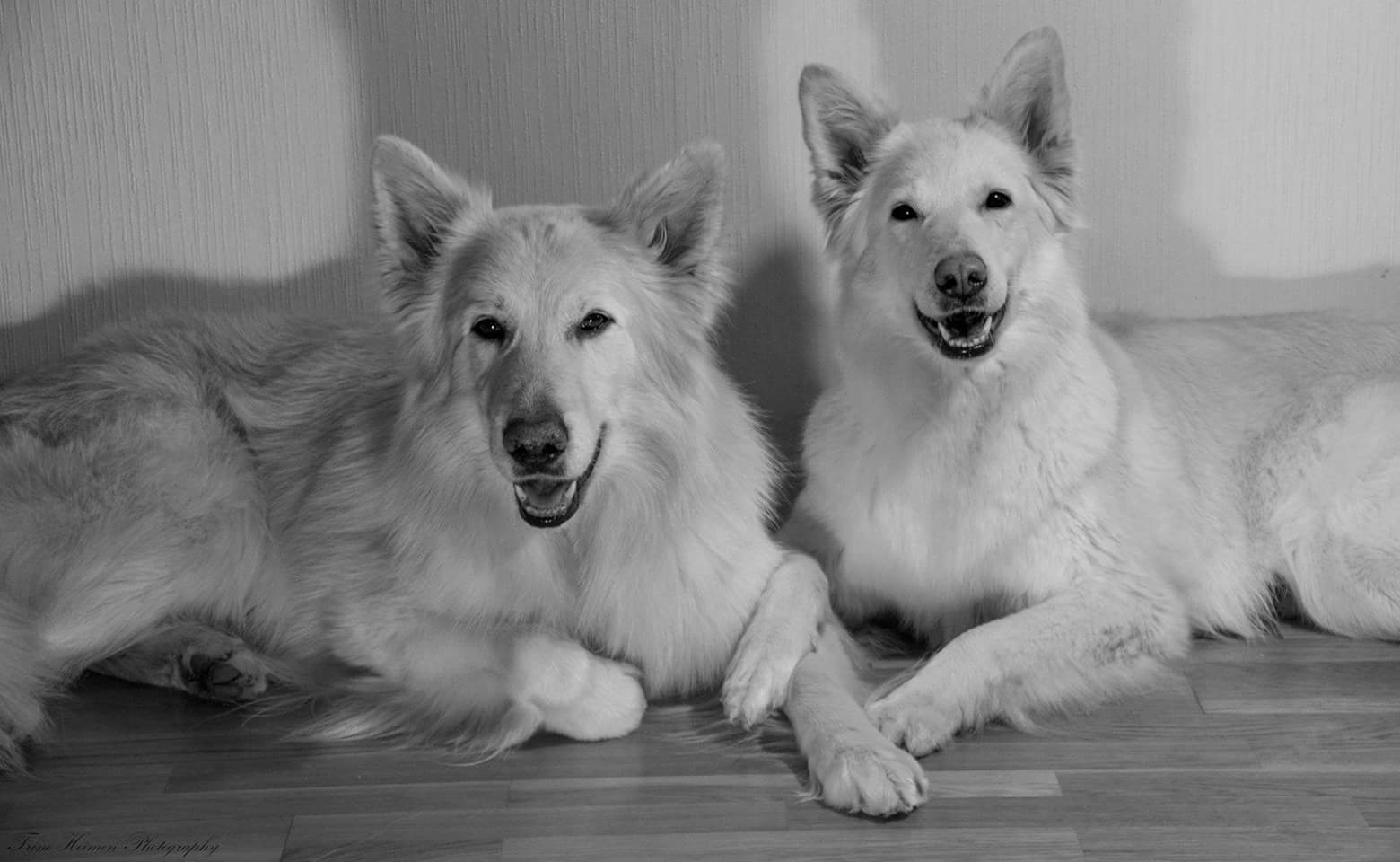 Valper ventes! – KENNEL AKSINA, image size:1560x960